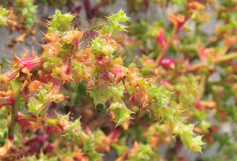 Salsola tragus / Salsola caprina